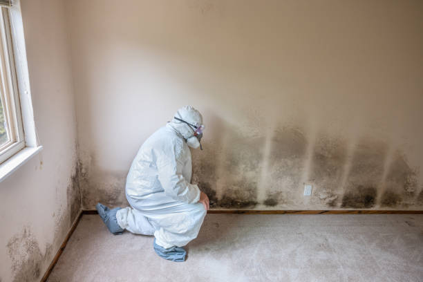 Best Crawl Space Mold Removal  in Suncoast Estates, FL