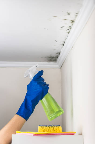 Best Mold Removal Company Near Me  in Suncoast Estates, FL